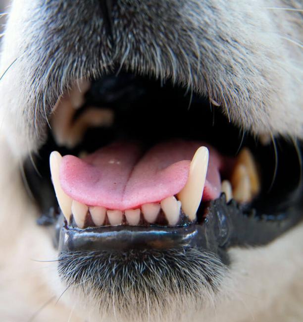 Dental care term image