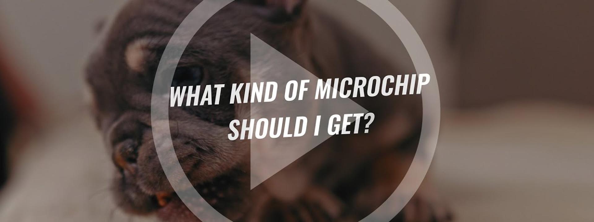French bulldog puppy Eevee with the question What kind of microchip should I get