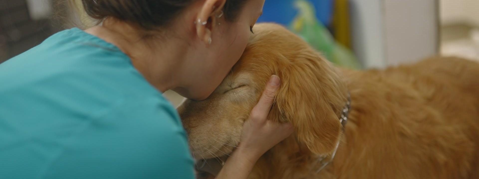 A Columbia Pike technician calmly comforting a golden retriever during a visit