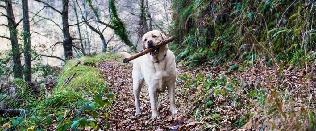 The Dangers of Porcupine Quills in Dogs