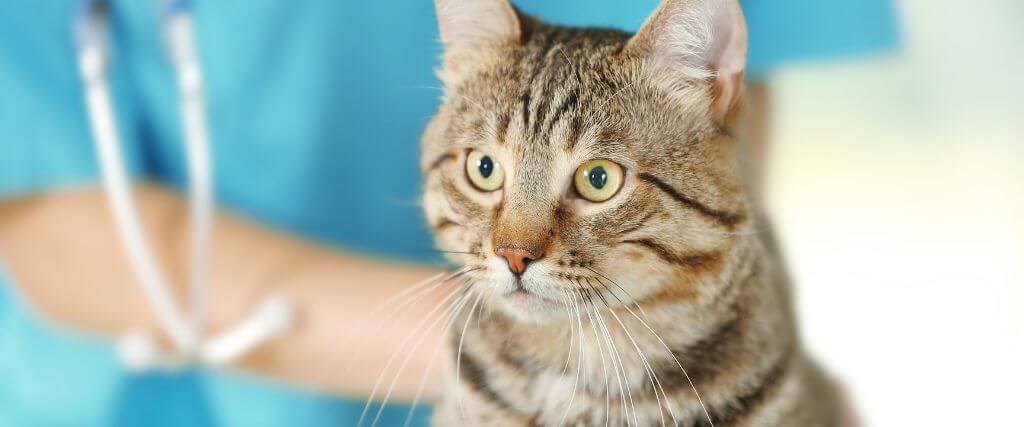 Can Chiropractic Help Your Cat? Here’s What to Know
