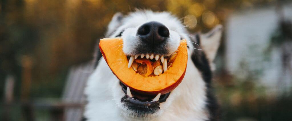 Can Dogs Eat Pumpkin? What to Know About Adding Pumpkin to Your Dog’s Diet