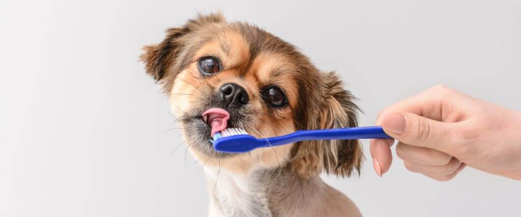 Why Every Owner Should Focus on Preventative Dental Care for Dogs and Cats