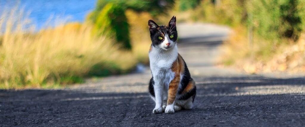 What to Do If Your Pet Is Hit by a Car 