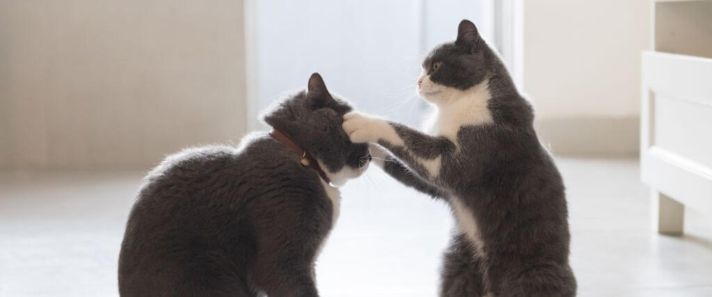 When a Cat or Dog Bite Wound Needs Urgent Veterinary Care