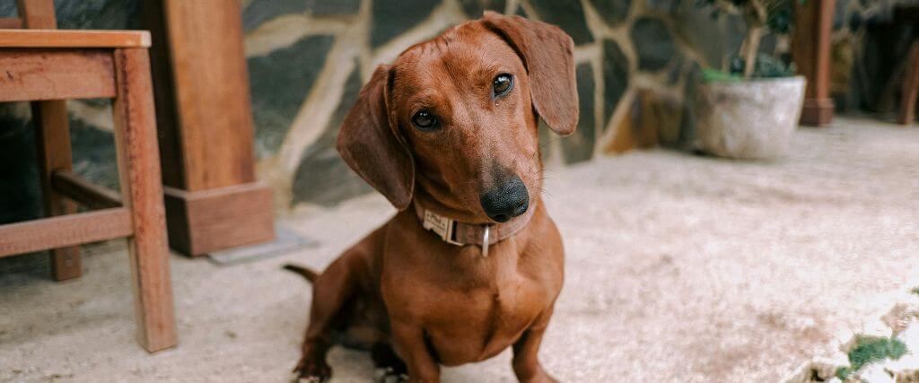 Why Does My Dog Scoot? It’s Not Always Worms