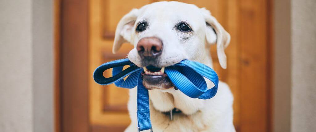 Why Is My Dog Coughing More on Morning Walks?