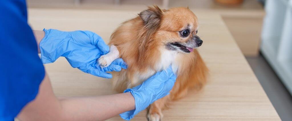 Why a Dog Limping After an Injury Should Be Taken Seriously 